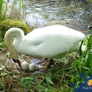 Meet your Posher, Ellen